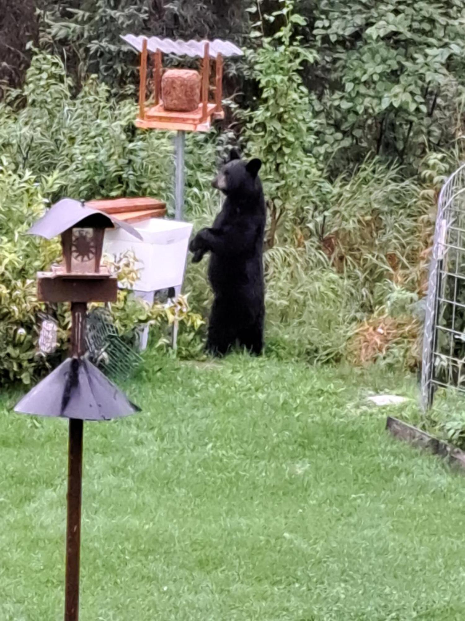 Southern Bluff Bed & Breakfast Soldotna Esterno foto