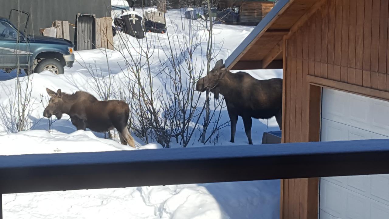 Southern Bluff Bed & Breakfast Soldotna Esterno foto